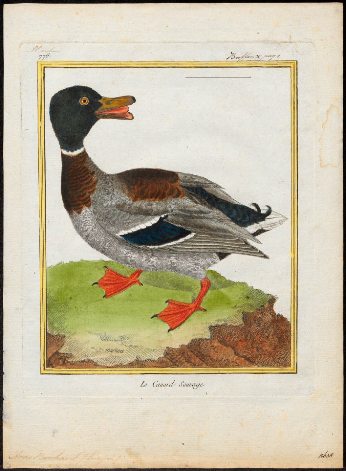 Anas boschas - 1700-1880 - Print - Iconographia Zoologica - Special Collections University of Amsterdam - UBA01 IZ17600359