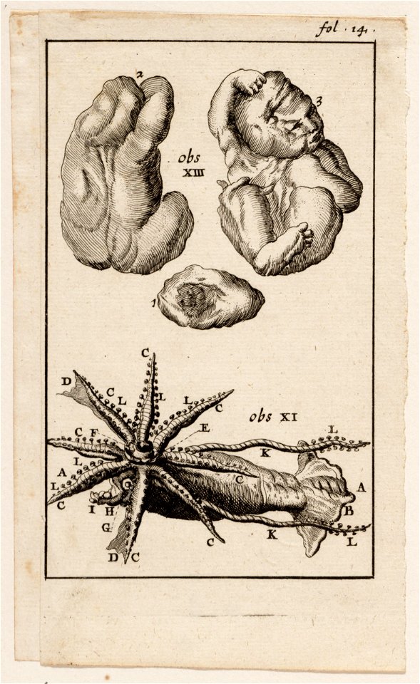 Anatomische afbeelding, fol. 14, misvormde foetus en vis, objectnr A 19431