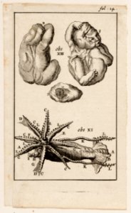 Anatomische afbeelding, fol. 14, misvormde foetus en vis, objectnr A 19431
