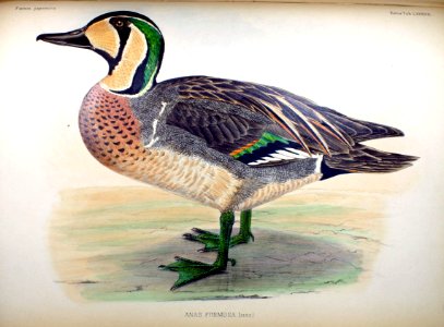 Anas formosa male Fauna Japonica