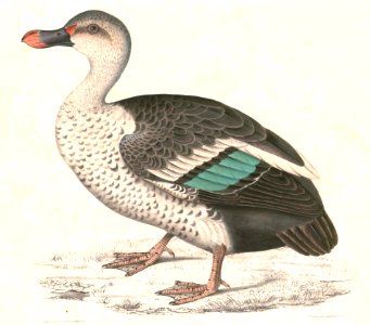 Anas poecilorhyncha Hardwicke