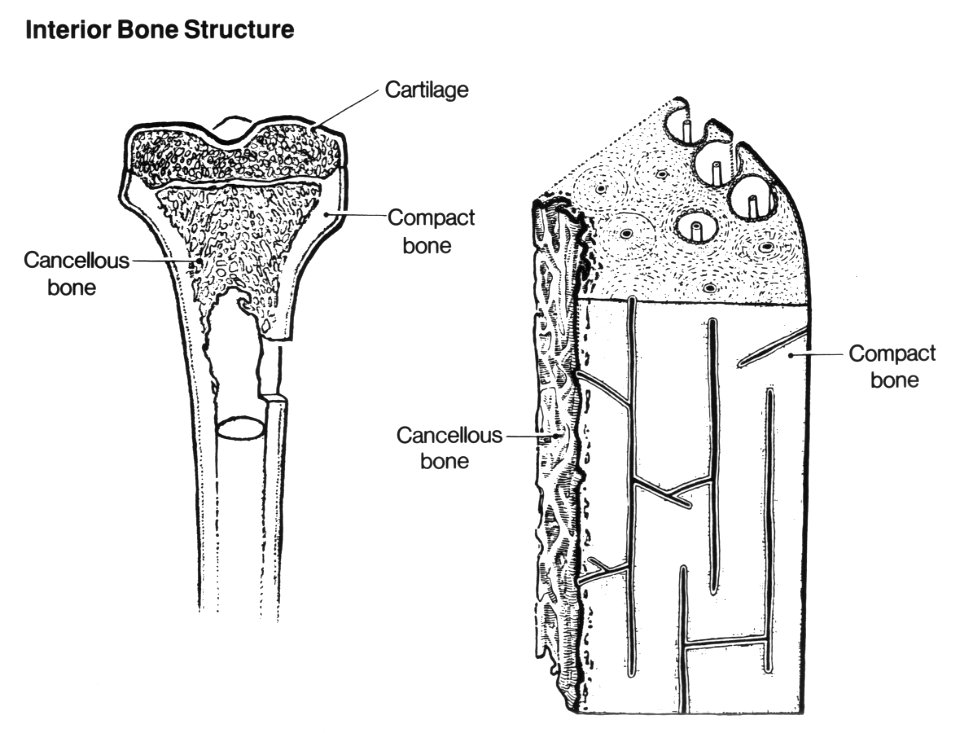 Anatomy- bone