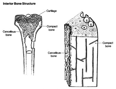 Anatomy- bone