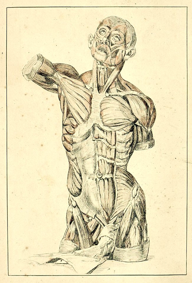 Anatomic Study of a Torso by Theo van Doesburg Centraal Museum AB4188