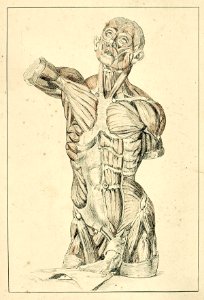 Anatomic Study of a Torso by Theo van Doesburg Centraal Museum AB4188