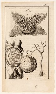 Anatomische afbeelding, fol. 267, bal in een baarmoeder, objectnr A 19454
