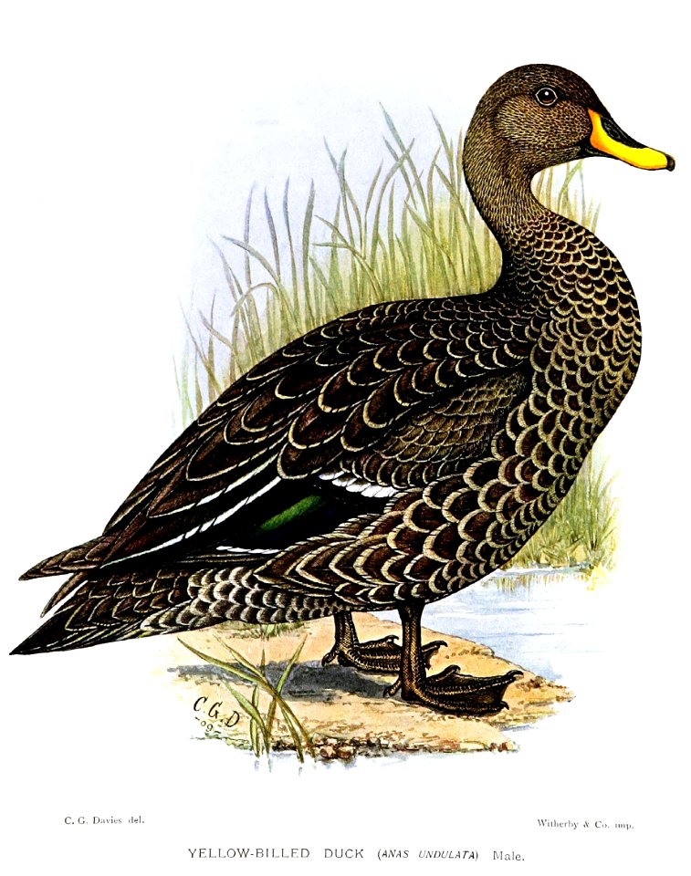 AnasUndulataDavies