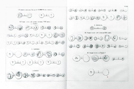 Ancient coins of Kea - Peter Oluf Brøndsted - 1826