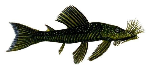 Ancistrus cirrhosus Orbigny. Free illustration for personal and commercial use.