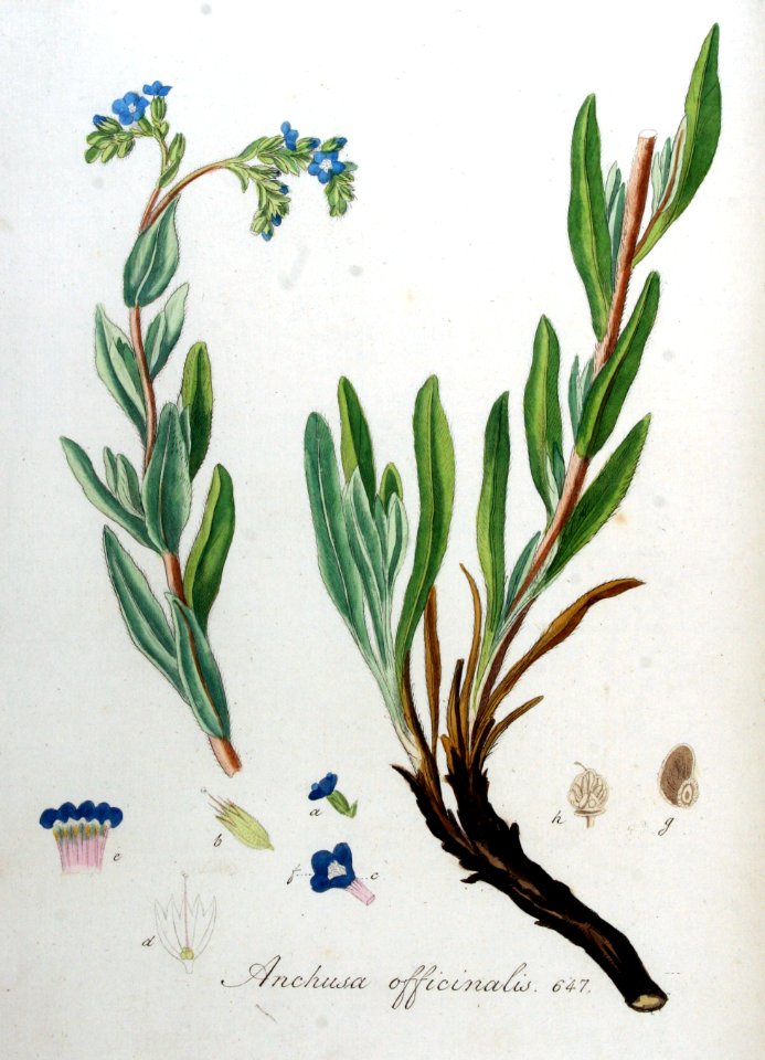 Anchusa officinalis — Flora Batava — Volume v9
