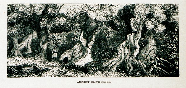 Ancient olive-grove - Wordsworth Christopher - 1882
