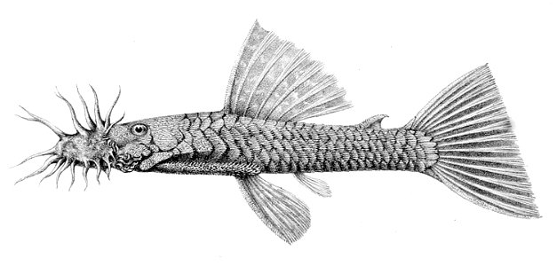 Ancistrus occidentalis. Free illustration for personal and commercial use.
