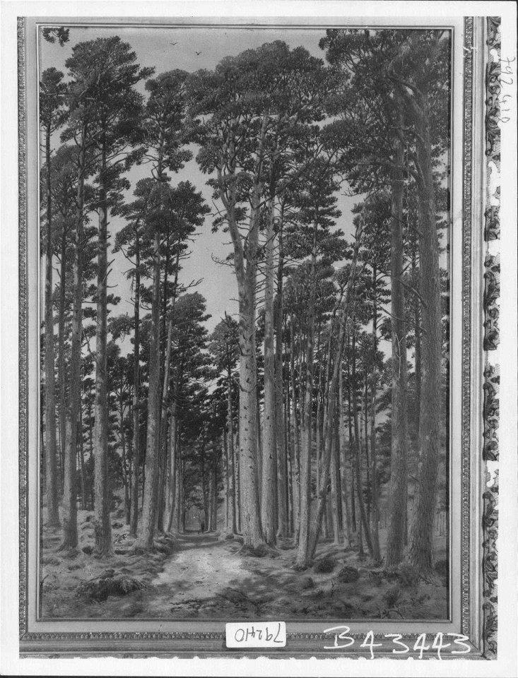 Andrew MacCallum (1821-1902) - The Ballochbuie Forest - RCIN 406735 - Royal Collection
