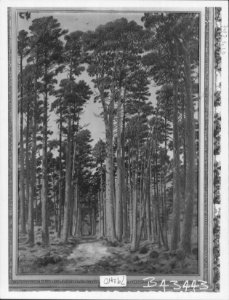Andrew MacCallum (1821-1902) - The Ballochbuie Forest - RCIN 406735 - Royal Collection