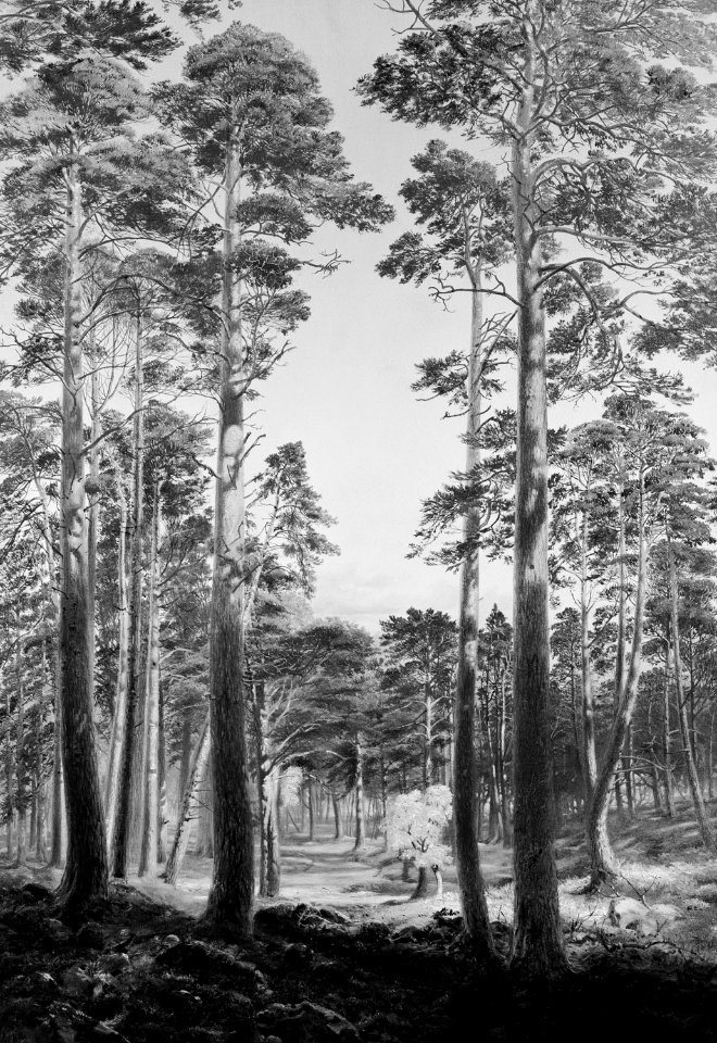 Andrew MacCallum (1821-1902) - The Ballochbuie Forest - RCIN 401361 - Royal Collection