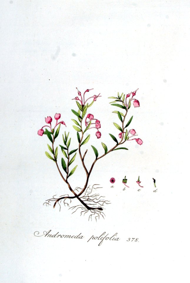 Andromeda polifolia — Flora Batava — Volume v5