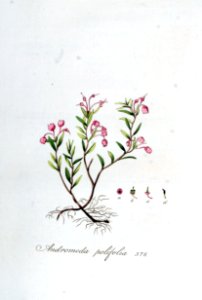 Andromeda polifolia — Flora Batava — Volume v5