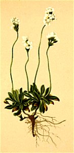 Androsace obtusifolia Atlas Alpenflora
