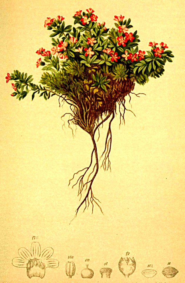 Androsace glacialis Atlas Alpenflora