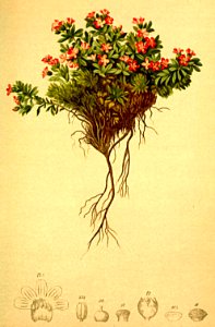 Androsace glacialis Atlas Alpenflora