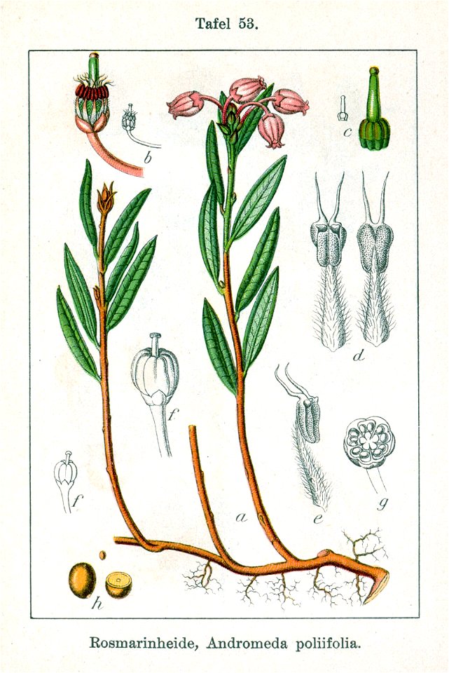 Andromeda polifolia Sturm09053