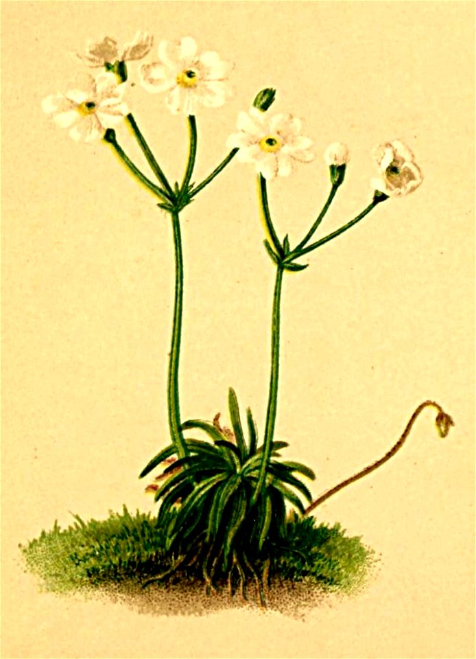 Androsace lactea Atlas Alpenflora