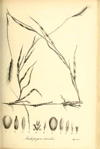 Andropogon serratus - Species graminum - Volume 3