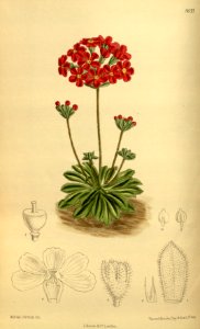 Androsace coccinea 142-8653