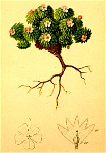 Androsace hausmanni Atlas Alpenflora