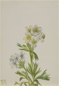 Anemone (Anemone zephyra), 1970.355.138, by Mary Vaux Walcott