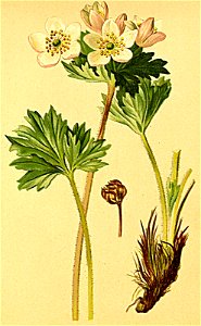 Anemone narcissifolia Atlas Alpenflora