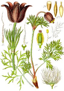 Anemone pratensis Sturm41
