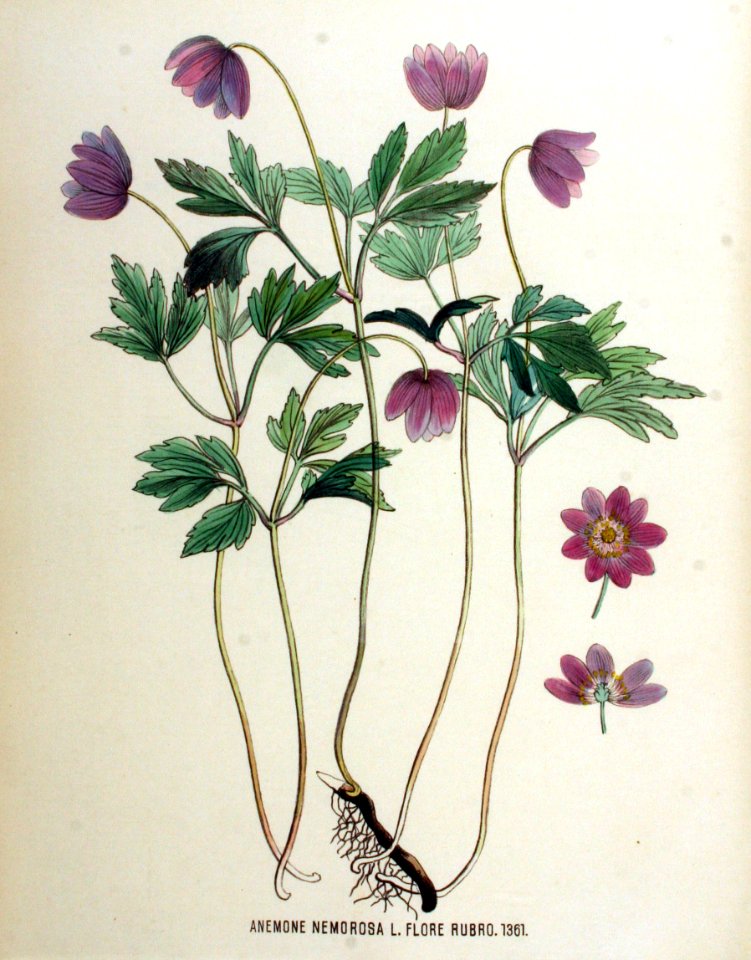 Anemone nemorosa — Flora Batava — Volume v18