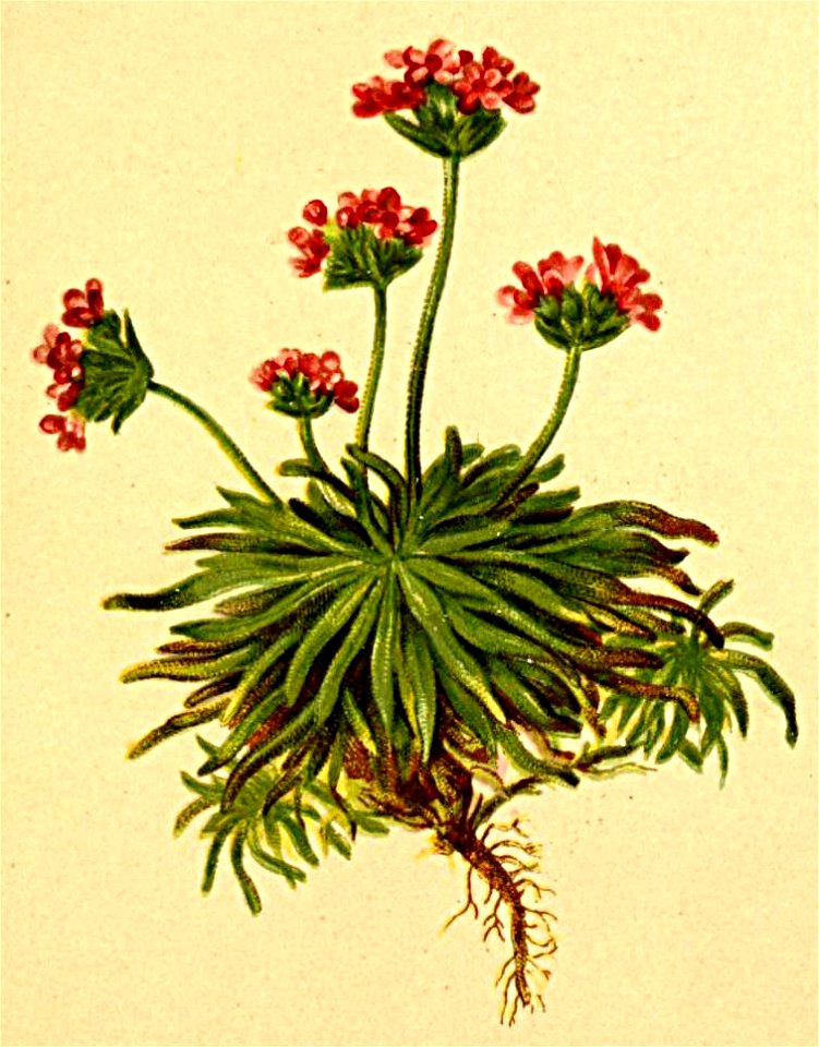Androsace carnea Atlas Alpenflora