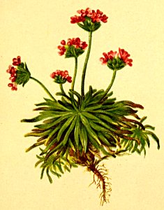 Androsace carnea Atlas Alpenflora