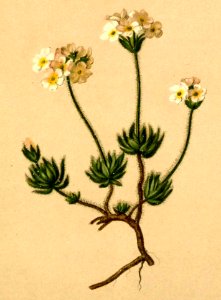 Androsace villosa Atlas Alpenflora