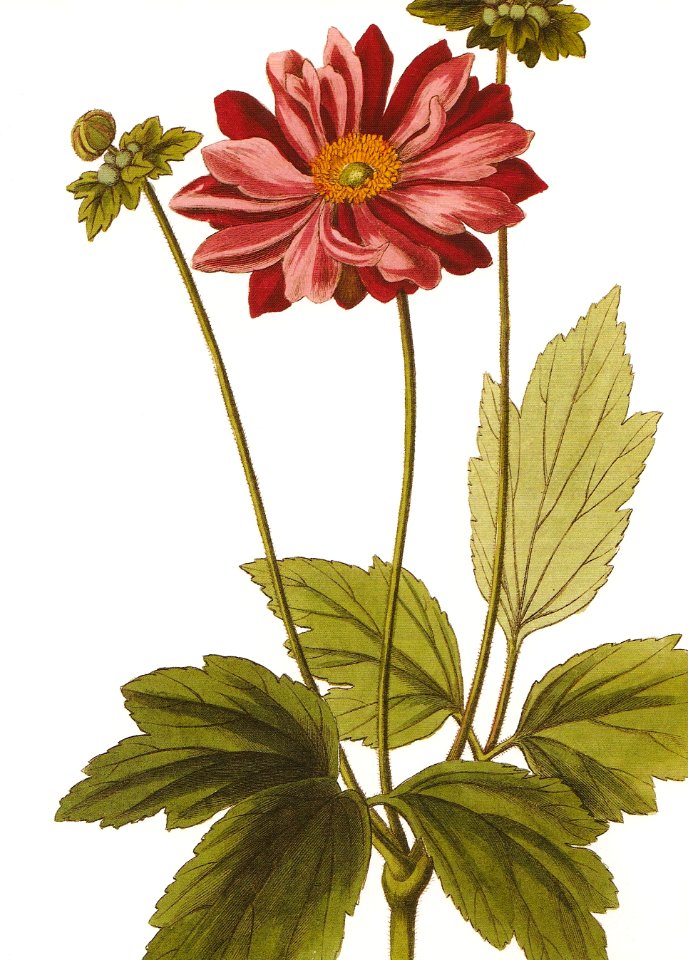 Anemone japonica RHS
