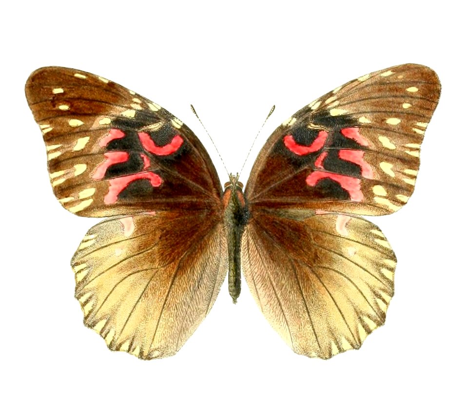 Anetia thirza