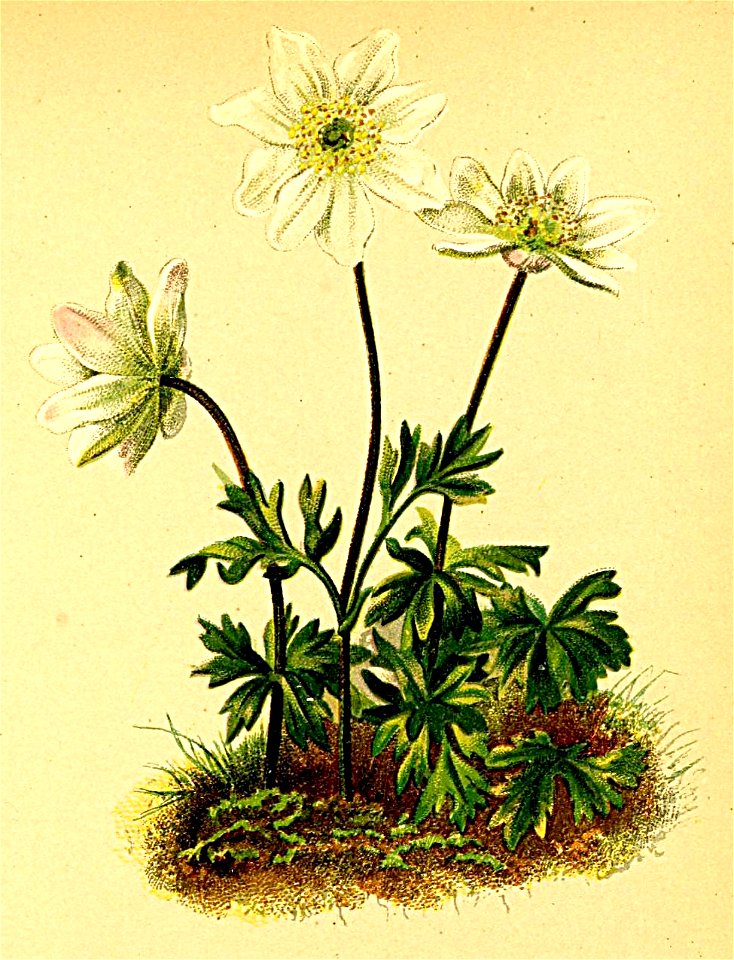 Anemone baldensis Atlas Alpenflora. Free illustration for personal and commercial use.