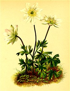 Anemone baldensis Atlas Alpenflora