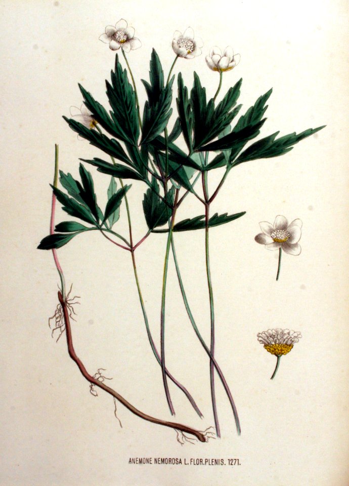 Anemone nemorosa — Flora Batava — Volume v16