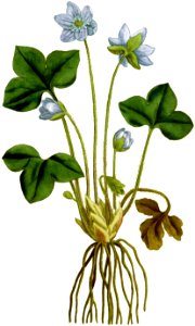 Anemone hepatica 1797