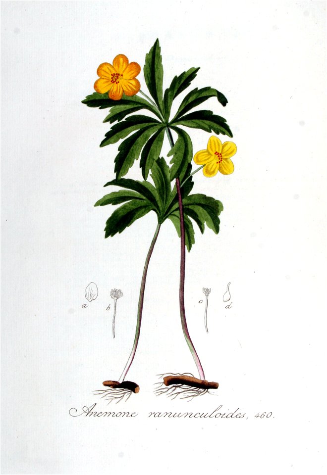 Anemone ranunculoides — Flora Batava — Volume v6
