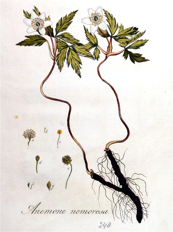 Anemone nemorosa — Flora Batava — Volume v4