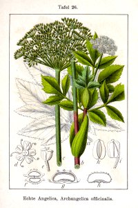 Angelica archangelica Sturm12026