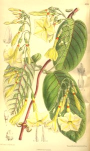 Angadenia nitida 135-8233