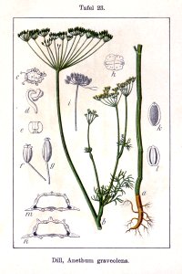 Anethum graveolens Sturm12023