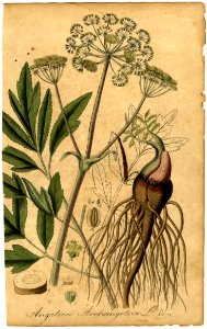 Angelica archangelica Mann