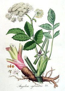 Angelica sylvestris — Flora Batava — Volume v4