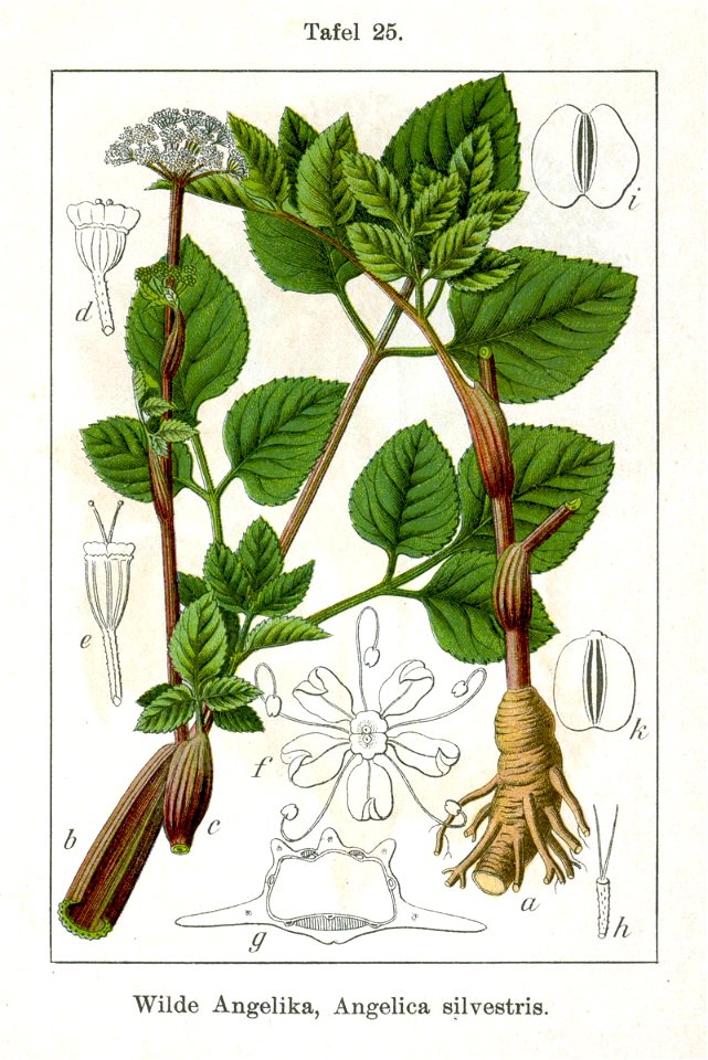 Angelica sylvestris Sturm12025 - Free Stock Illustrations | Creazilla